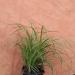 Perene: Carex trava morrowii variegata, slika2